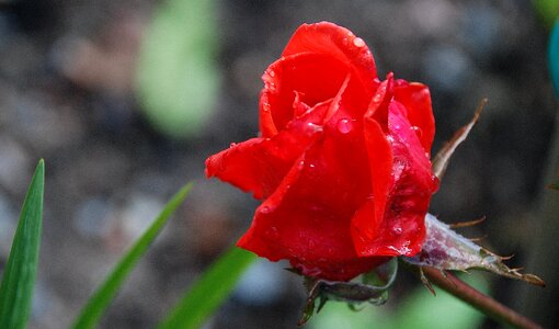 Nature floral plant