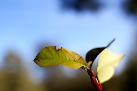 Leaf Munchers photo