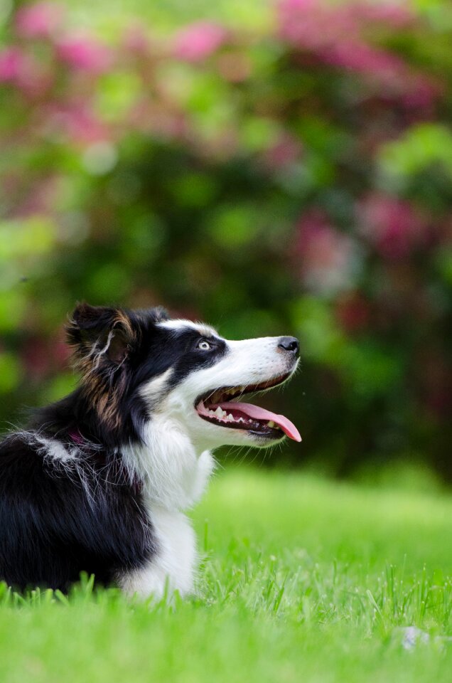Dog collie three coloured