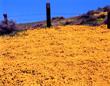 Field of Yellow Daisies by Esther Livingston