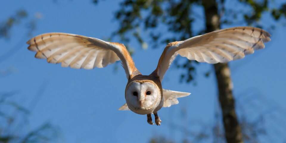 Nature wildlife prey photo