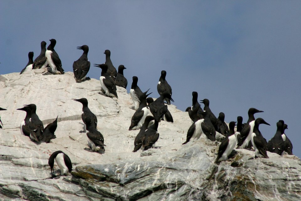 California Coastal National Monument at Trinidad Head