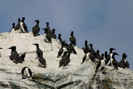 California Coastal National Monument at Trinidad Head