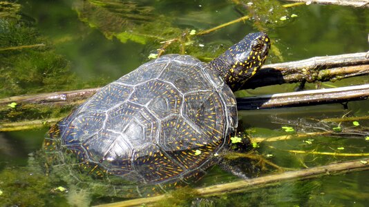 Turtle kornjaca nature