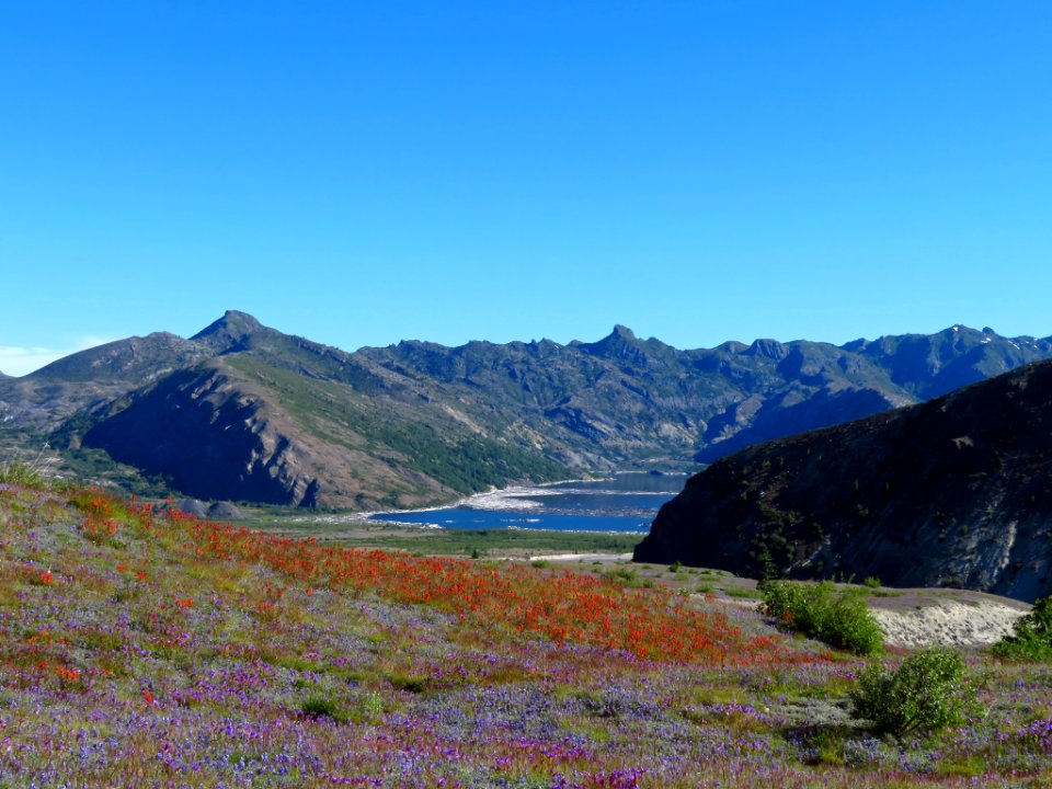 Wildflowers at Mt. St. Helens NM in WA