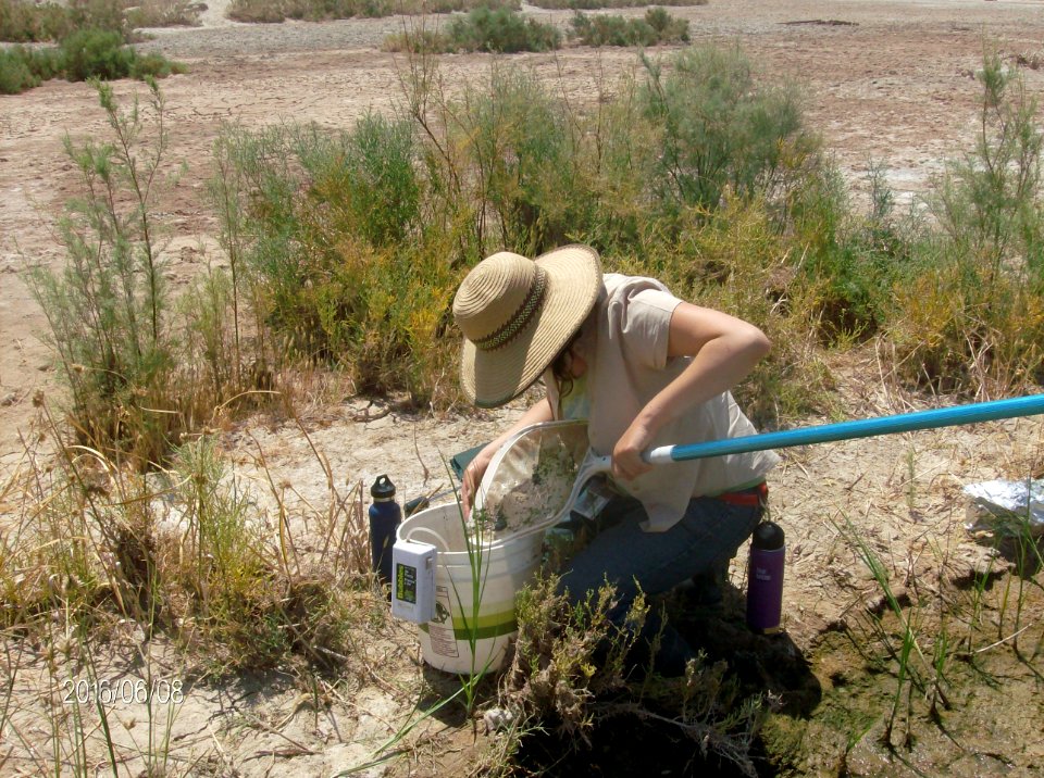 2016 Pupfish Capture