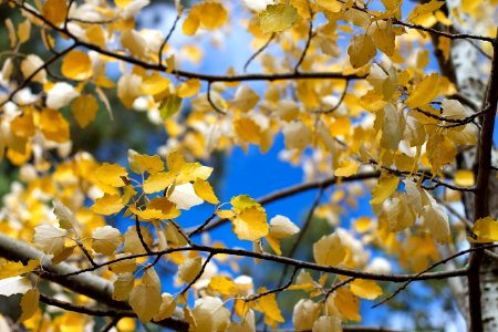 The Poplar Show