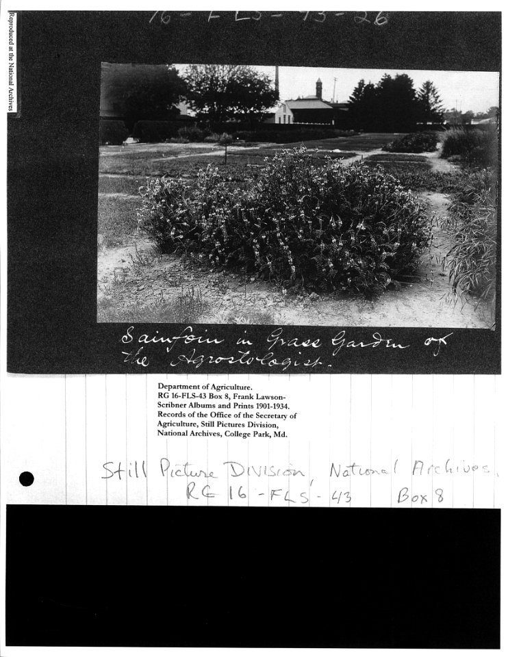 1901-1934 Sainfoin in Grass Garden of Agrostologist NARA II RG 16-FLS-43 Box 8