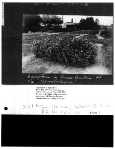 1901-1934 Sainfoin in Grass Garden of Agrostologist NARA II RG 16-FLS-43 Box 8