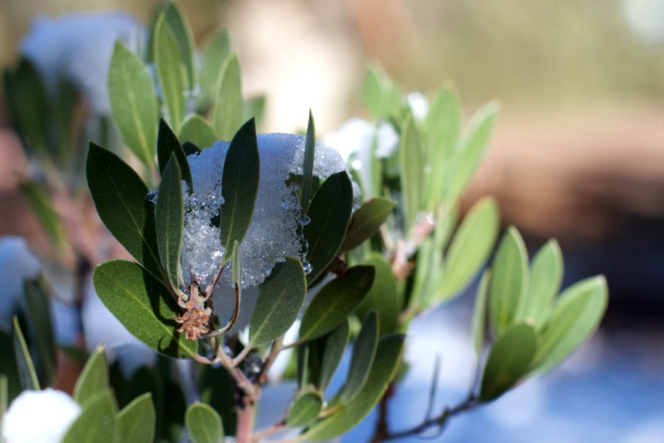 Manzanita Clutching Ice