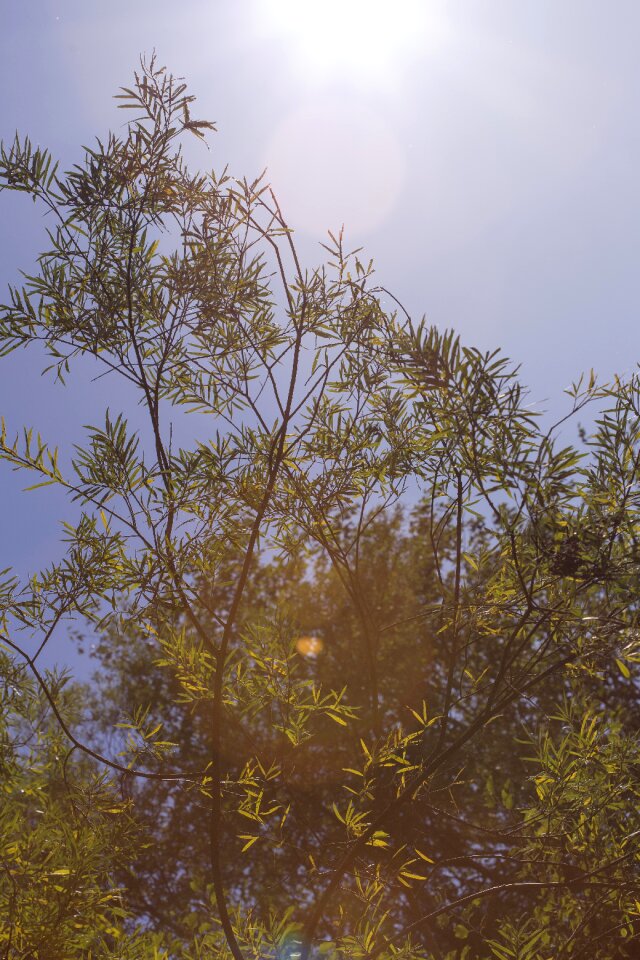 Nature leaves tree