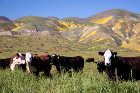 Super Bloom 2017 at Carrizo Plain National Monument