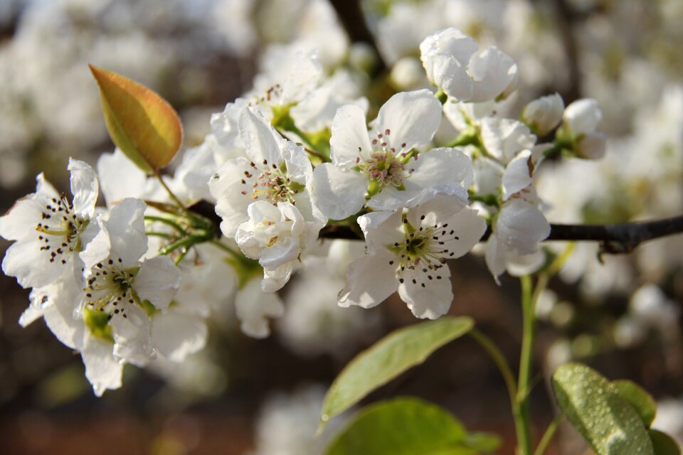 Pear fruit trees orchard