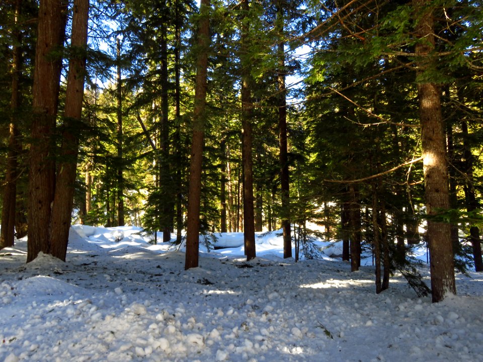 Tamanawas Falls Trail at Mt. Hood in Oregon