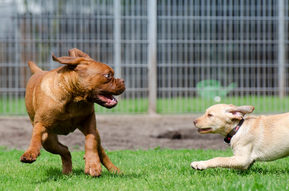 Big and small bordeaux mastiff labrador