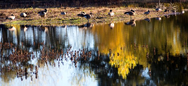 Cosumnes River Preserve