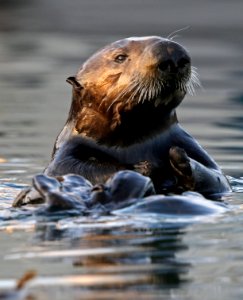 Sea Otter photo