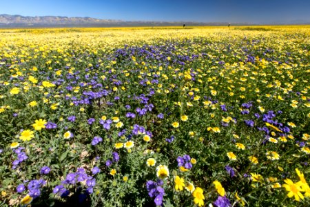 Super Bloom 2017 at Carrizo Plain National Monument photo