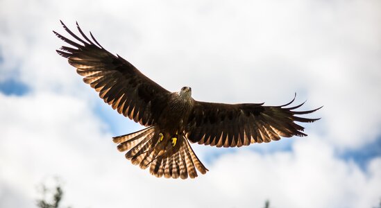 Raptor beak scavenger