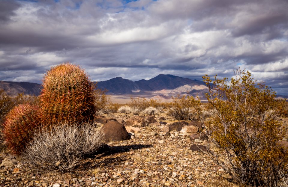 Pahrump Valley Wilderness