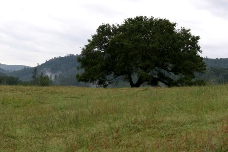 Cronan Ranch