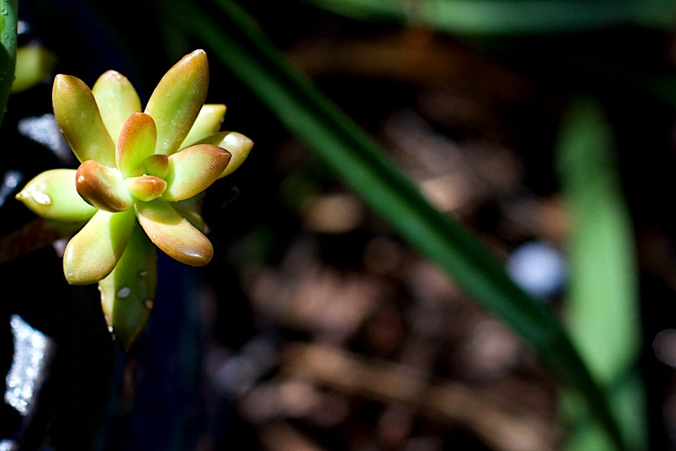 Happy as a Succulent