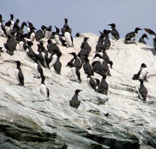 California Coastal National Monument at Trinidad Head