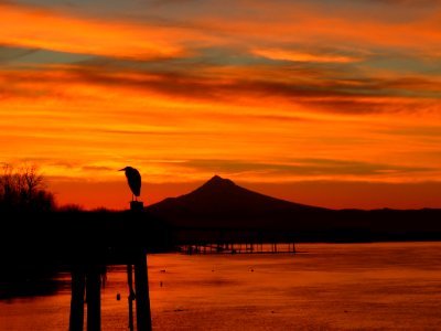 Sunrise with Blue Heron at Columbia River and Mt. Hood