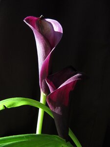 Flower calla violet