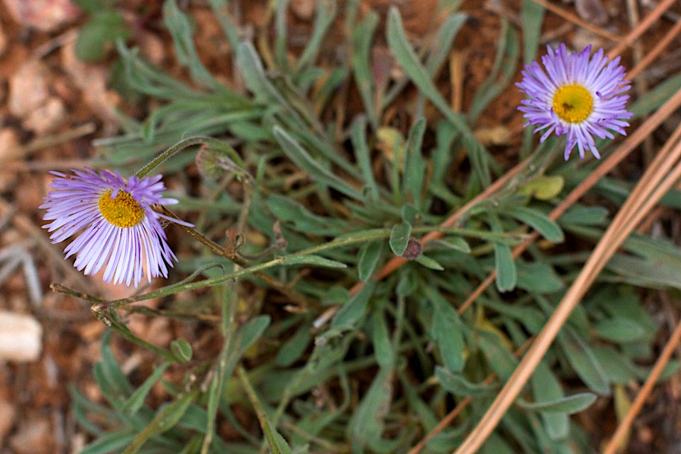 Hey Flowers, Snow is Coming!