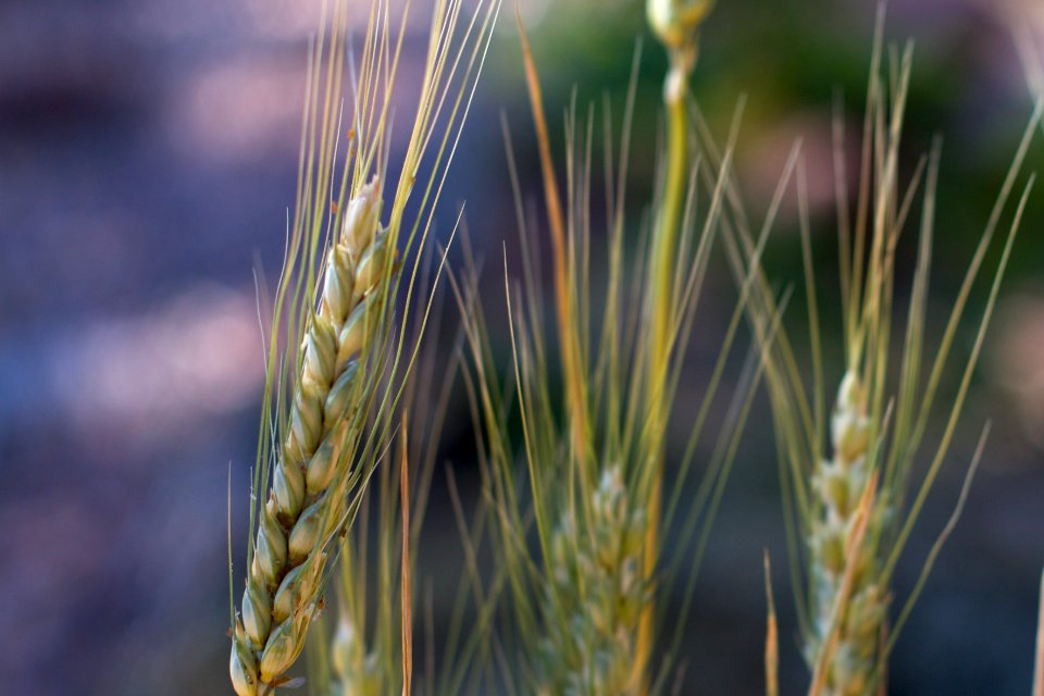 Wild Grass Tuft