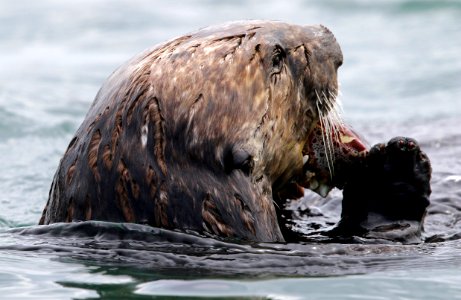 Sea Otter photo