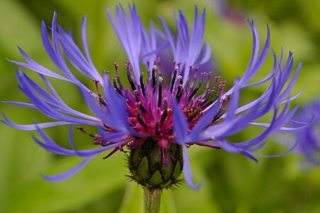 Blue flower nature