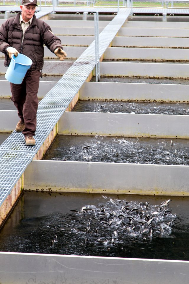 Little White Salmon Fish Hatchery