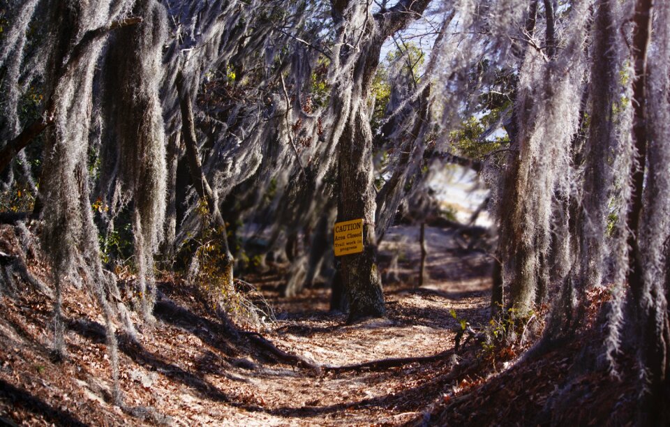 Nature environment woodland
