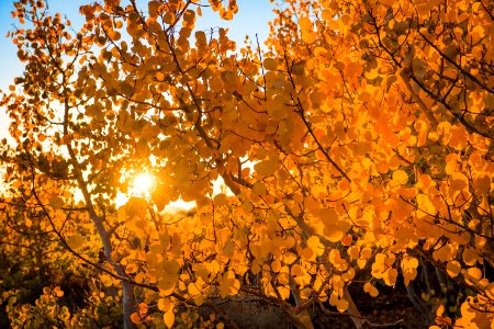 Bodie Hills Fall Colors photo