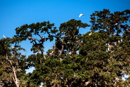 Rookery photo