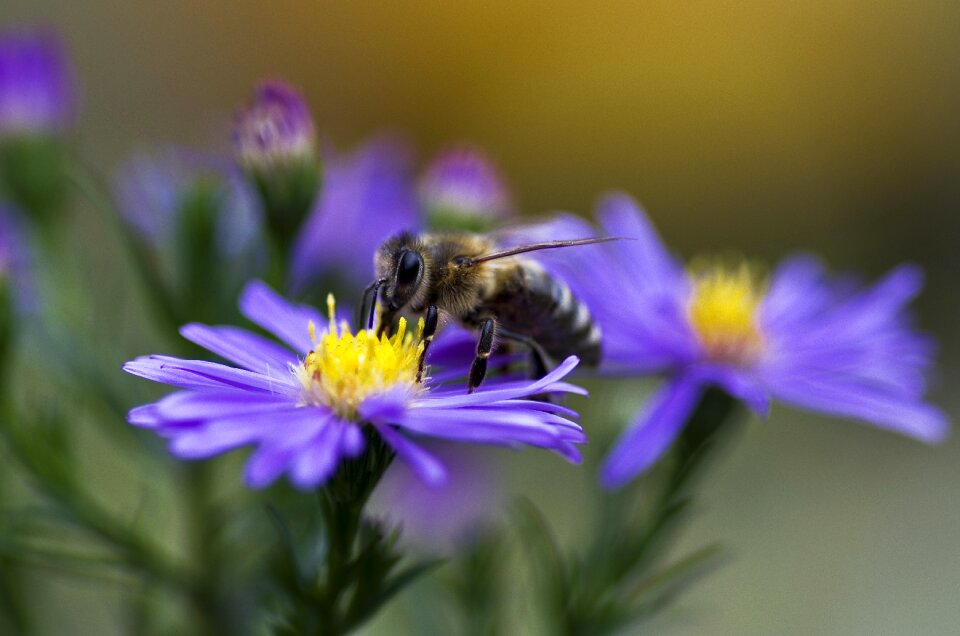 Aster purple violet photo