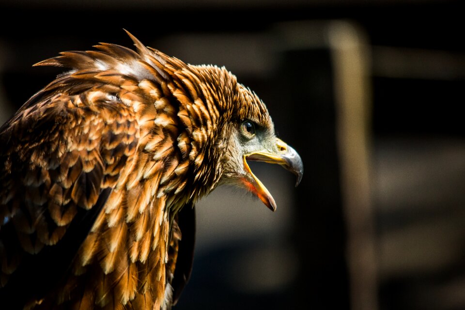 Raptor falconry bird