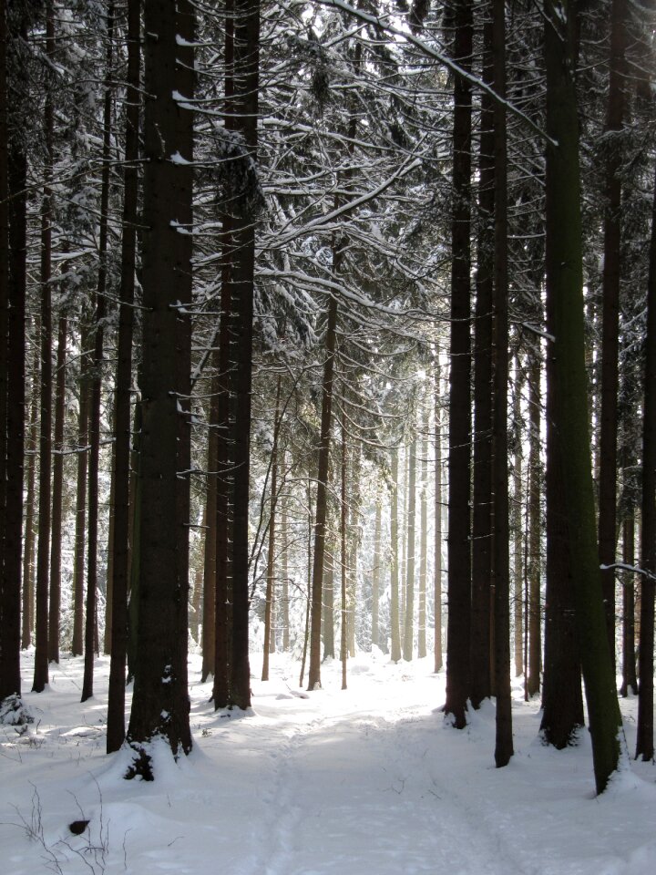 Nature cold light