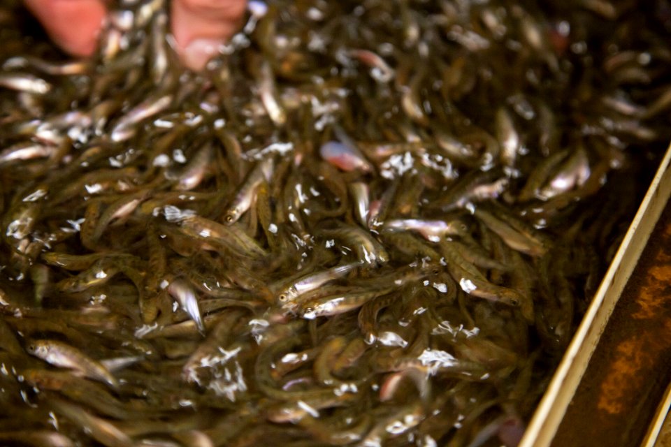 Little White Salmon Fish Hatchery