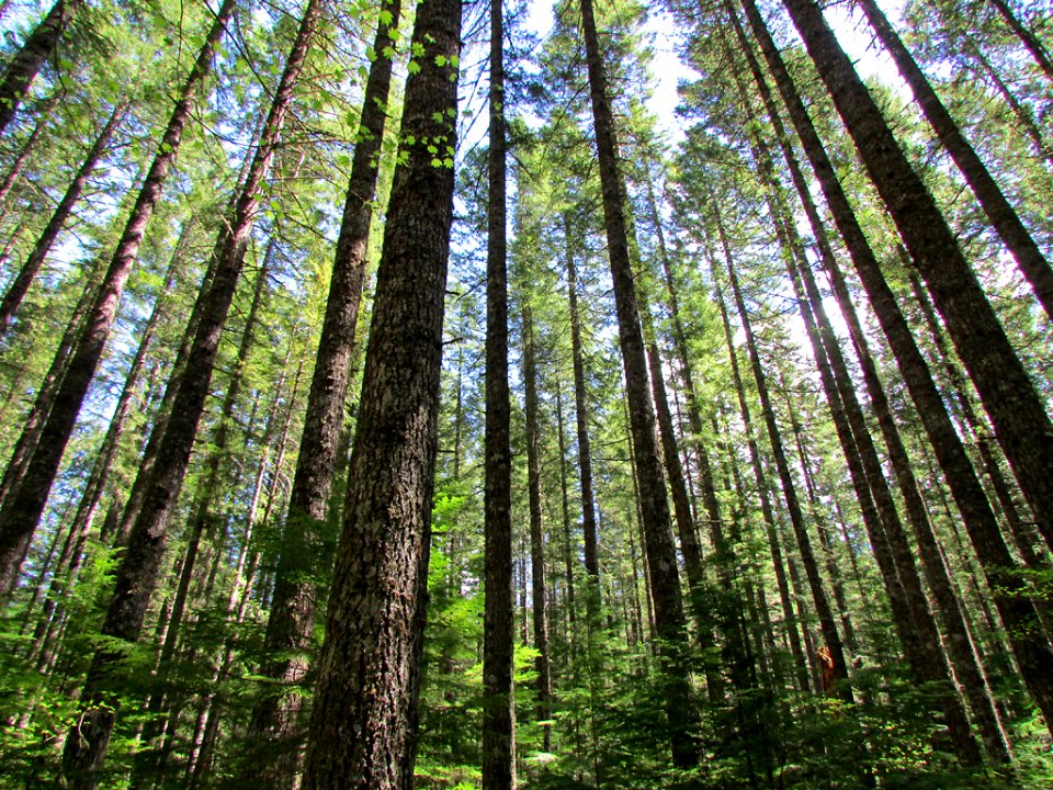 Lower Lewis River Falls Trail in WA