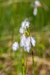 Nature reserve flower plant