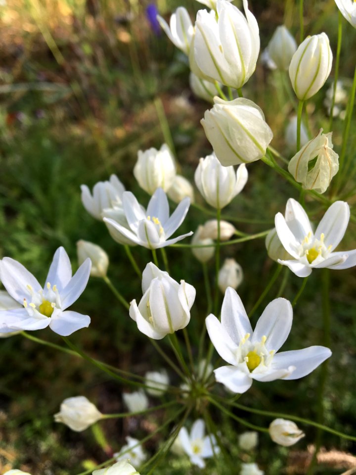 BLM Ukiah Field Office Wildflowers