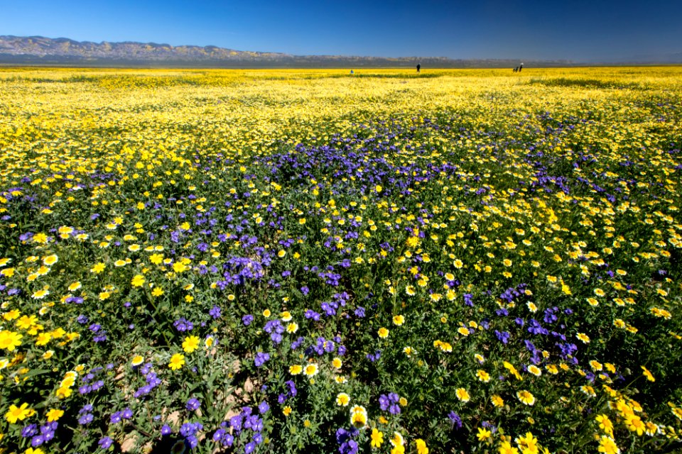 Super Bloom 2017 at Carrizo Plain National Monument