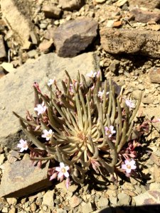 Cahto Peak Serpentine Springbeauty