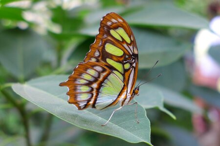 Butterfly insect close up photo