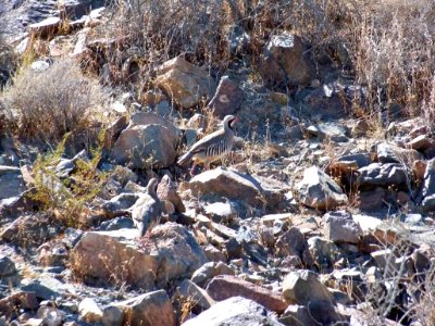 Desert Wildlife