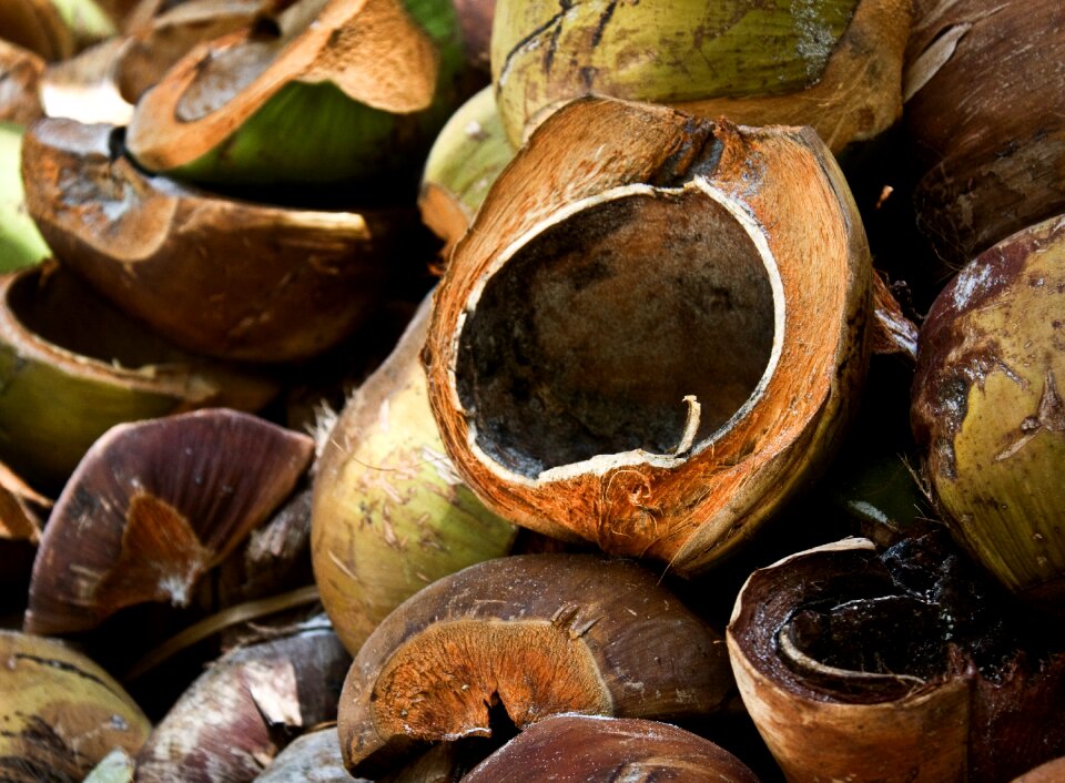 Coconuts philippines tropics