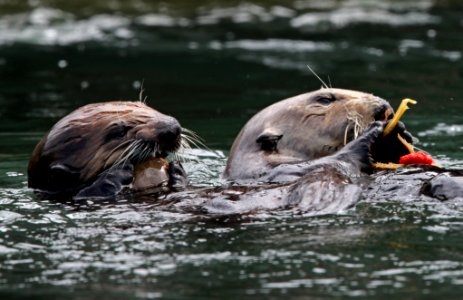 Sea Otter photo